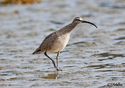 Numenius phaeopus